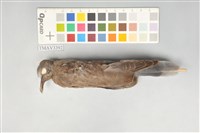 藏品(金背鳩)的圖片